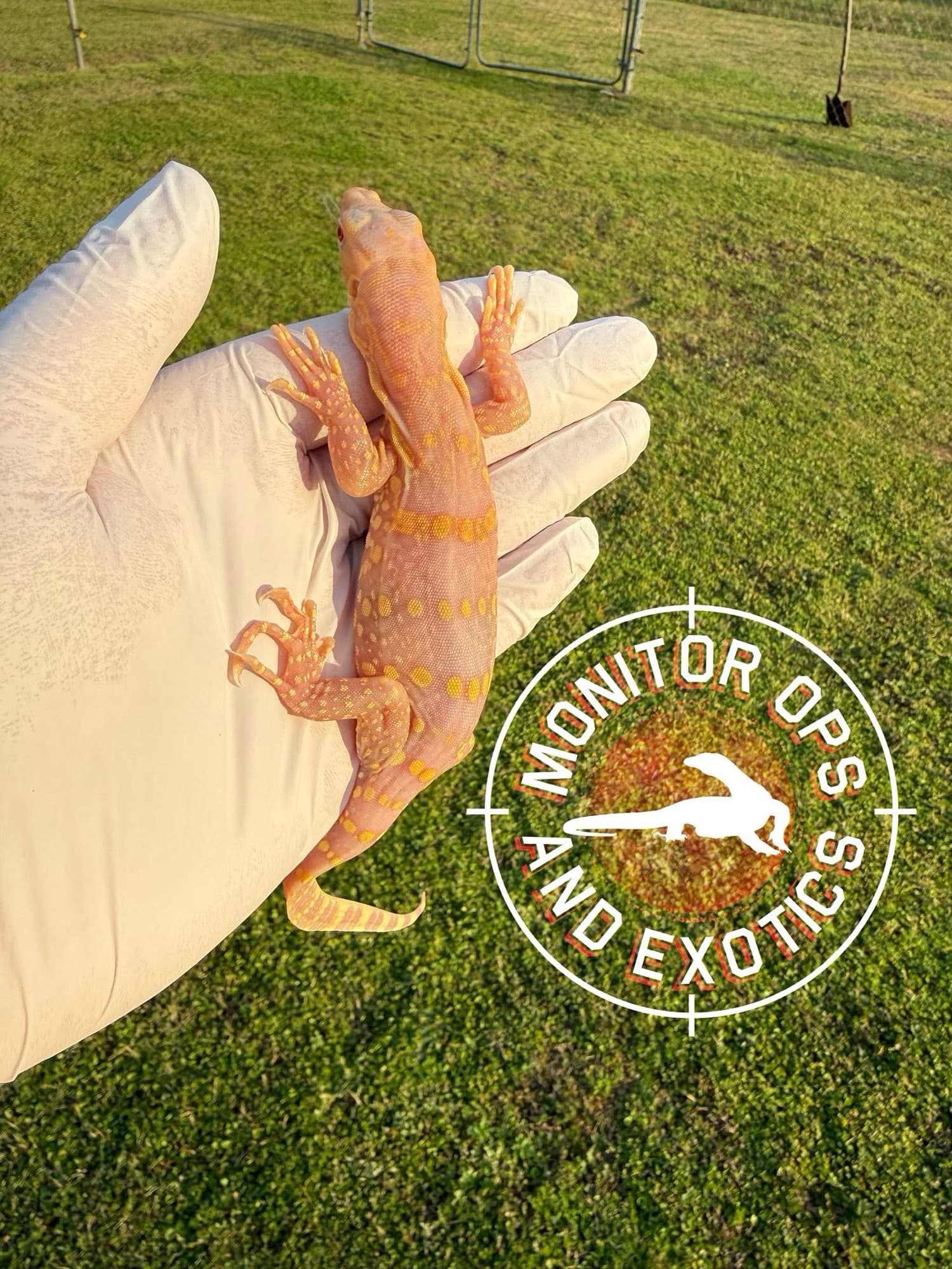 Albino water monitor
