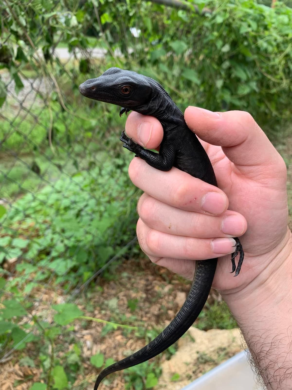 Black Dragon 66% het T- juvenile