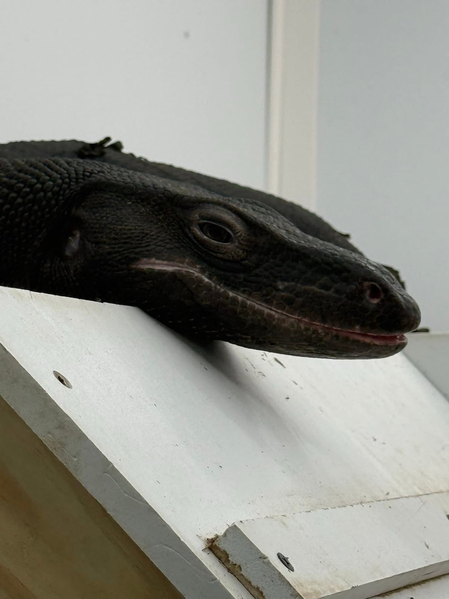 Black Dragons 4