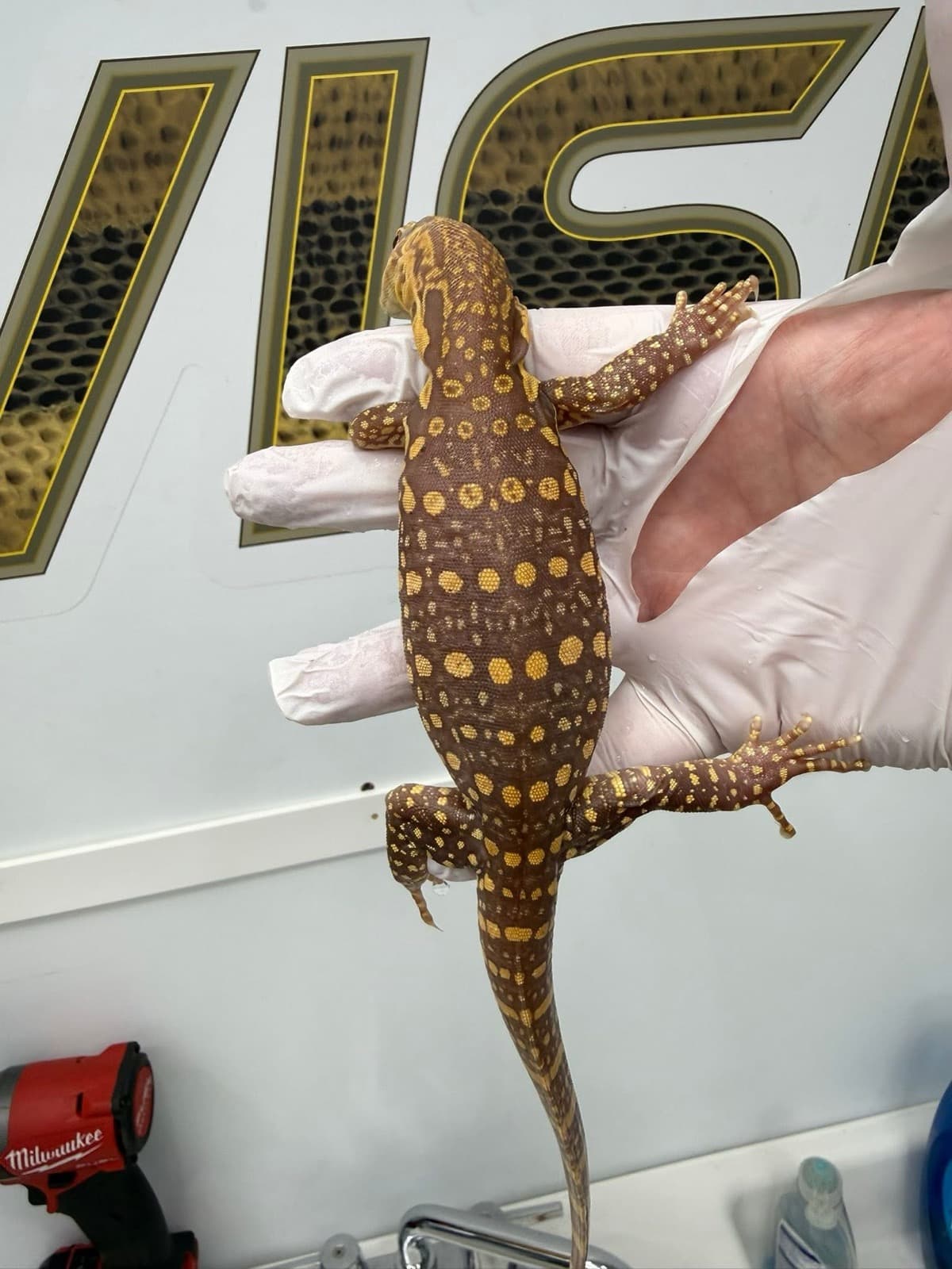 Coral albinos