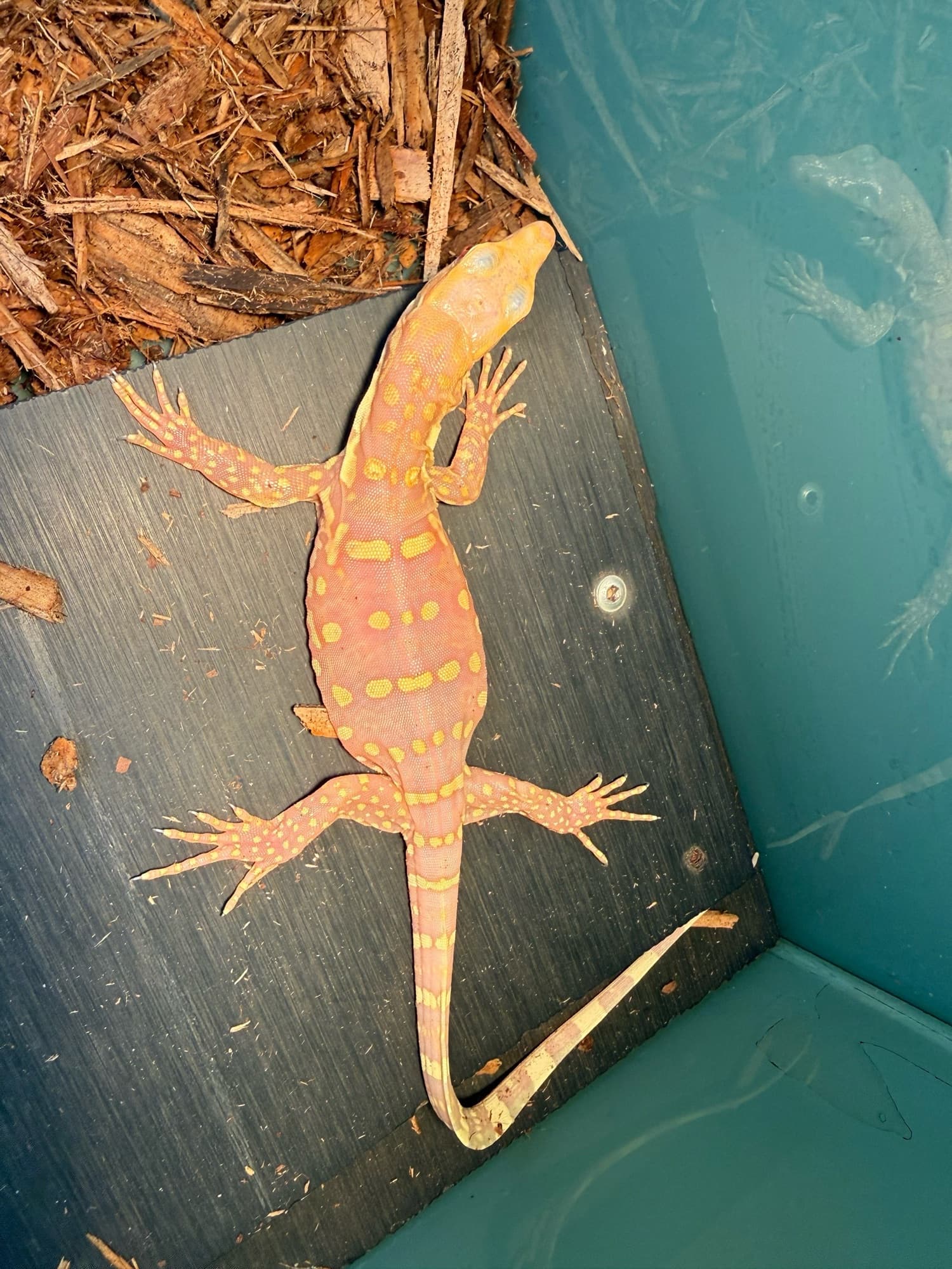 Fire-coral albino water monitor