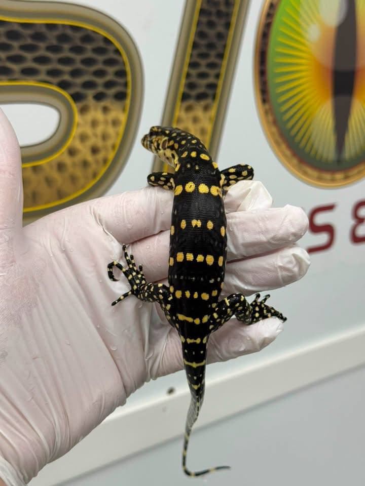 Guru 100% Het T- Albino