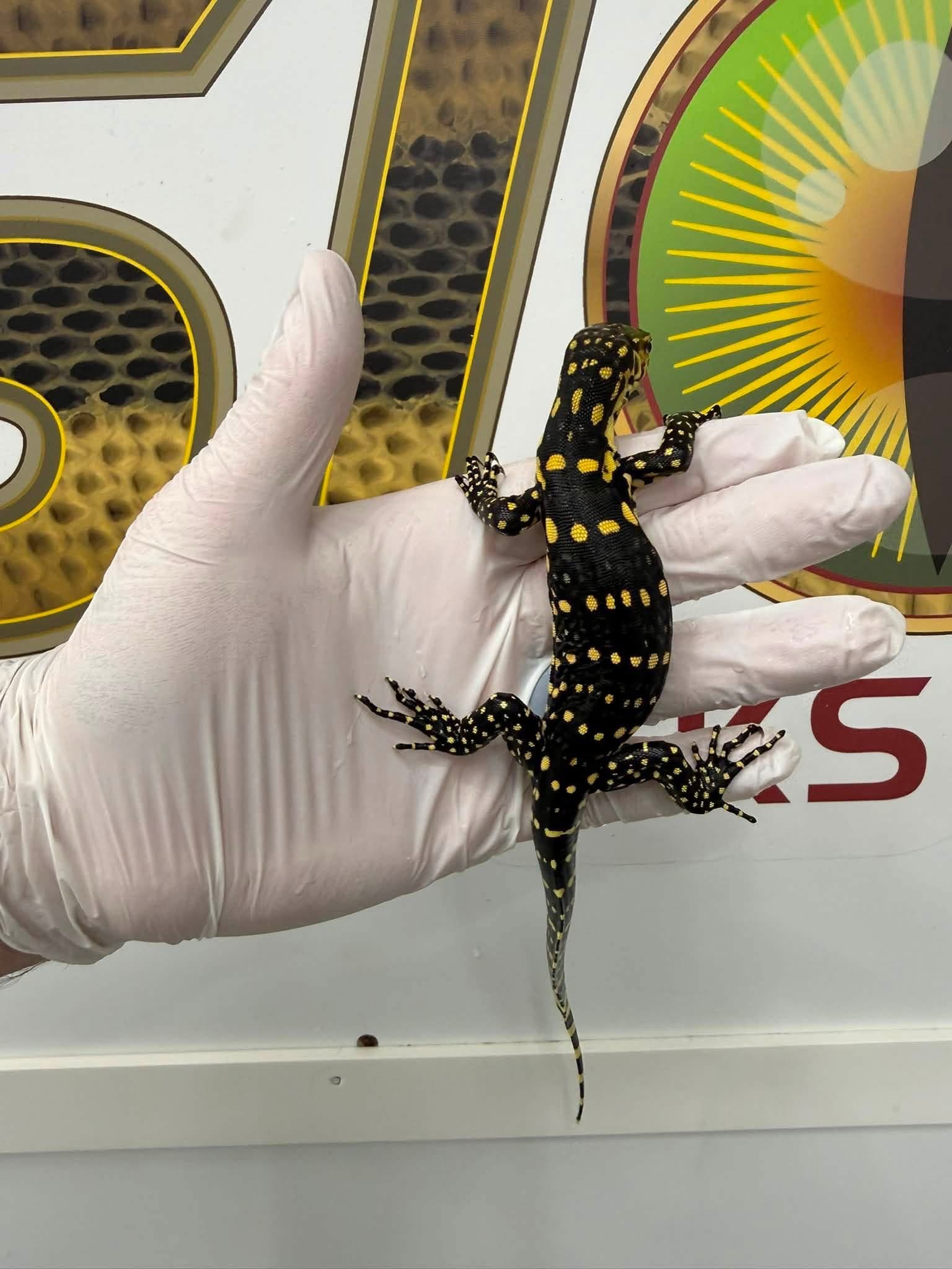 Guru 100% Het T- Albino