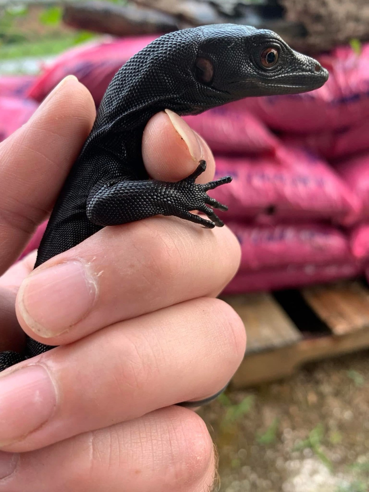 Black Dragon 66% Het T-