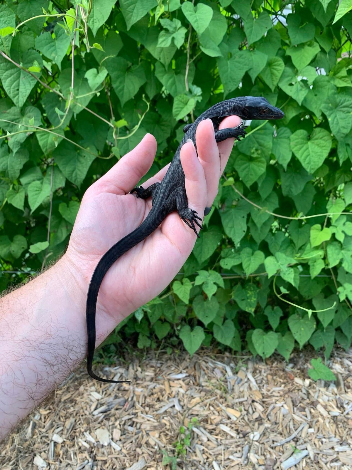 Black Dragon, photo 2