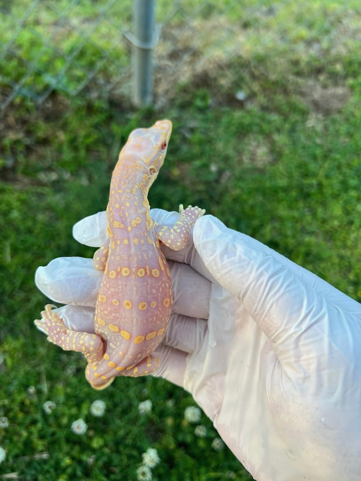 Ice Dragon (Type 2 T-) 66% Het Black Dragon