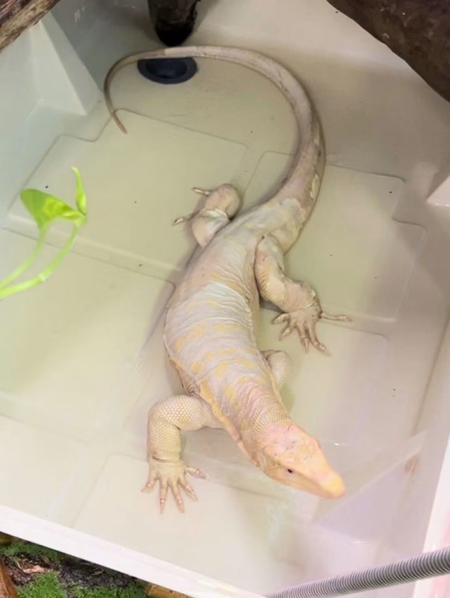 Ice Dragon — Type 2 T- Albino, photo 5
