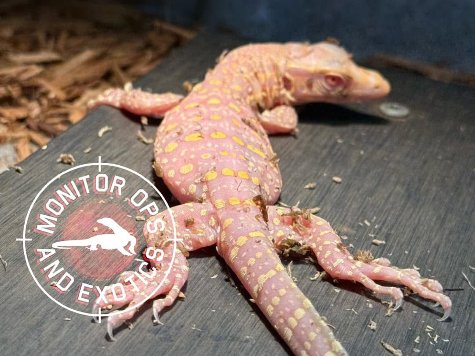 Ice Dragon — Type 2 T- Albino, photo 2